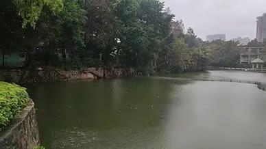 雨天公园拍摄实拍雨水湖水视频的预览图